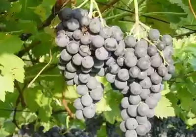 Vigne Rimini viticoltura