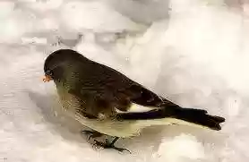 uccellino neve cerca cibo1
