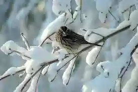 uccellino neve1