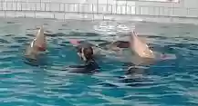 delfinario rimini addestratore in acqua