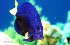 pesce blu1