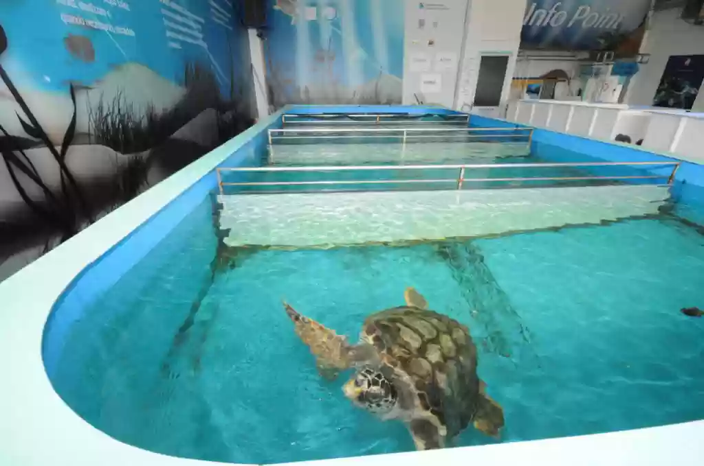 Riccione, Fondazione Cetacea: l'ospedale per tartarughe
