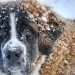 cane neve clochard freddo