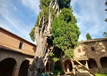 verucchiosanfrancesco23web
