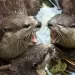 Giornata mondiale della lontra all'Acquario di Cattolica
