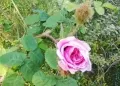 Rosa antica. Profumatissima, fiorisce solo a maggio