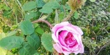 Rosa antica. Profumatissima, fiorisce solo a maggio