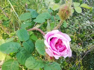 Rosa antica. Profumatissima, fiorisce solo a maggio