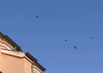 Rimini,  colonia di rondoni chiesa di San Giuliano