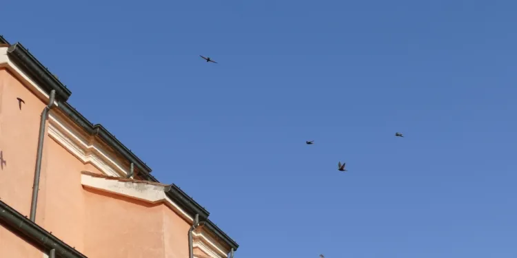 Rimini,  colonia di rondoni chiesa di San Giuliano