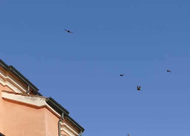 Rimini,  colonia di rondoni chiesa di San Giuliano