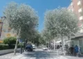 Misano, i pioppi bianchi di via Repubblica