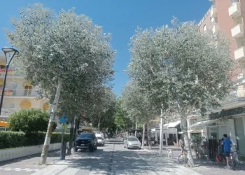 Misano, i pioppi bianchi di via Repubblica