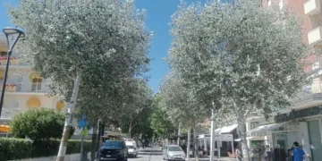 Misano, i pioppi bianchi di via Repubblica