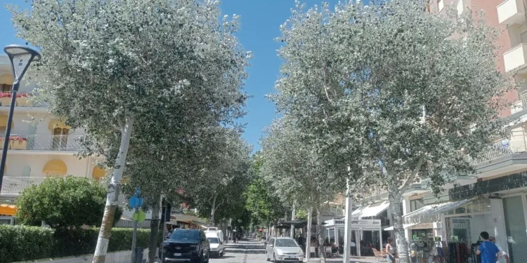 Misano, i pioppi bianchi di via Repubblica