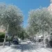 Misano, i pioppi bianchi di via Repubblica