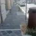 Morciano, via Bucci