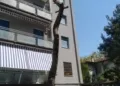Pino capitozzato... che tristezza
