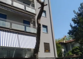 Pino capitozzato... che tristezza