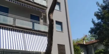 Pino capitozzato... che tristezza