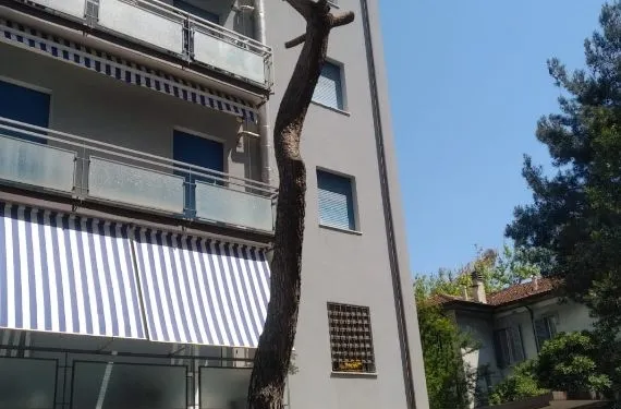 Pino capitozzato... che tristezza
