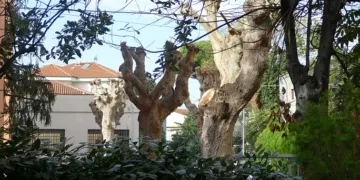 Cinque platani capitozzati