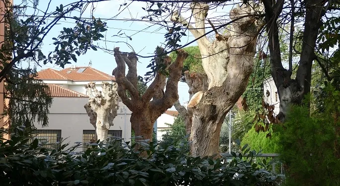 Cinque platani capitozzati