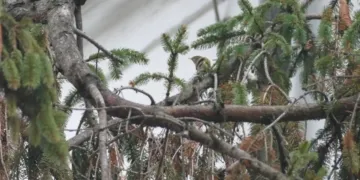 Abete rosso e Luì piccolo 21 dicembre 2025 mattina via Bissolati, Rimini