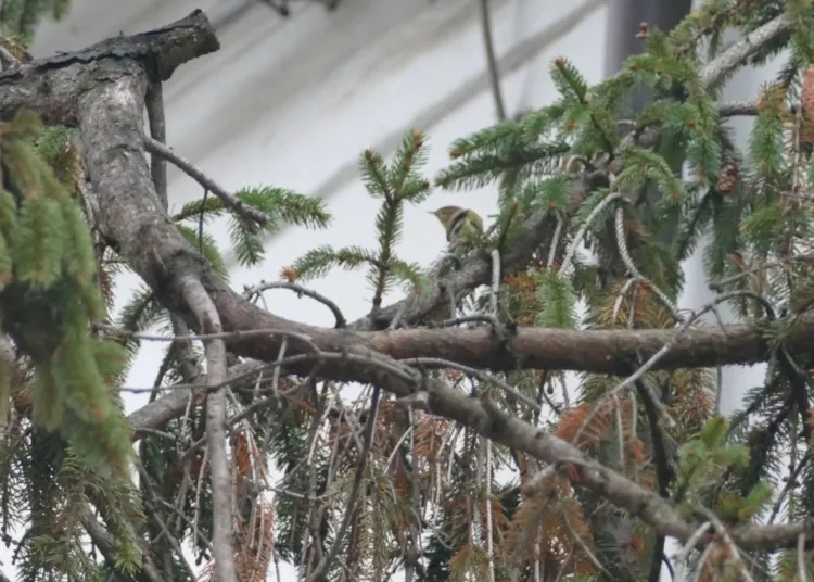 Abete rosso e Luì piccolo 21 dicembre 2025 mattina via Bissolati, Rimini