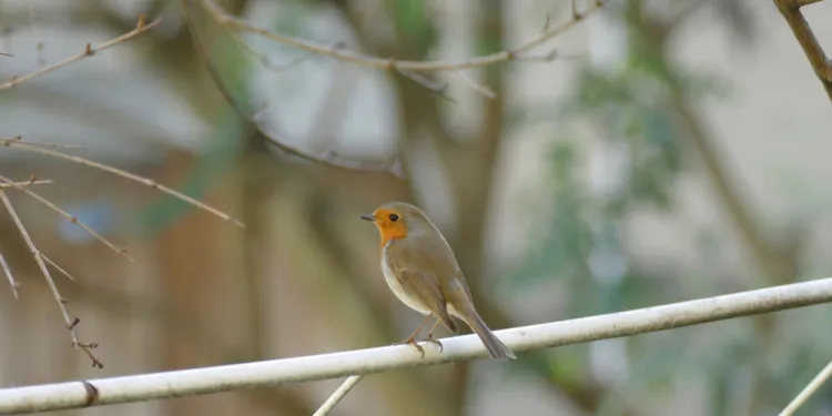 Il pettirosso