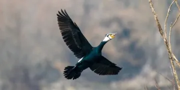 Cormorano