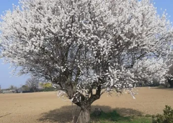 Valconca. E' arrivata la primavera... mandorlo centenario in fiore