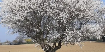 Valconca. E' arrivata la primavera... mandorlo centenario in fiore
