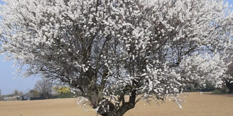 Valconca. E' arrivata la primavera... mandorlo centenario in fiore