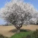Valconca. E' arrivata la primavera... mandorlo centenario in fiore