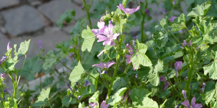 I fiori di malva in via Matteotti