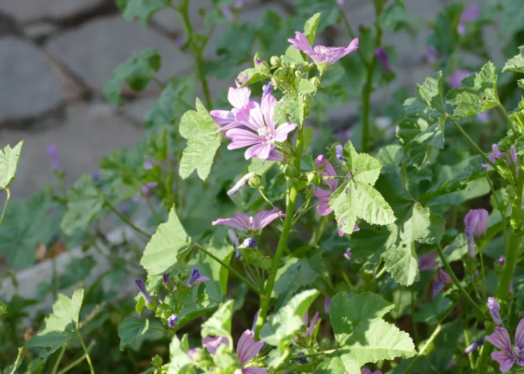 I fiori di malva in via Matteotti