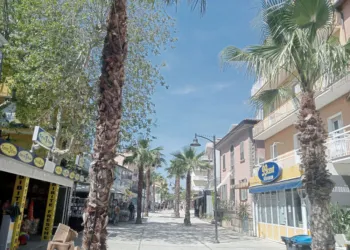 Via Dante, le gigantesche palme