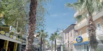 Via Dante, le gigantesche palme