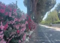 Riccione, viale Enna in fiore