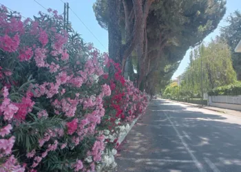 Riccione, viale Enna in fiore