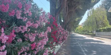 Riccione, viale Enna in fiore