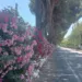 Riccione, viale Enna in fiore