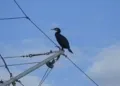 Cormorano foce Marecchia