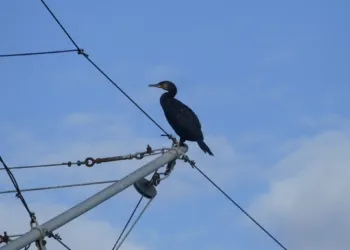 Cormorano foce Marecchia