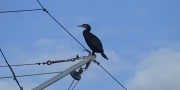 Cormorano foce Marecchia