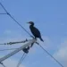 Cormorano foce Marecchia